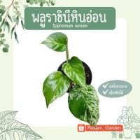 ราคา พลูด่าง พลูราชินีหินอ่อน (20812325294)