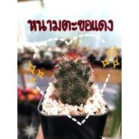ราคา แมมหนามตะขอแดง mammillaria mazatlanensis (4099644515)