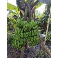 ราคา หน่อกล้วยมาฮอย ' กล้วยแฝดสองเครือ (6794293266)