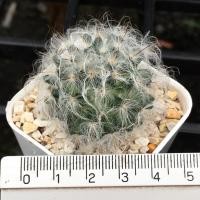 ราคา แคคตัส แมมขนแมว พร้อมส่ง (5775363979)