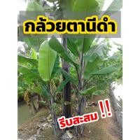 ราคา กล้วยตานีดำ กล้วยดำอินโด กล้วยแปลก หายาก หน่ออวบๆใหญ่ๆ พร้อมปลูก เก็บเงินปลายทาง (10889219095)