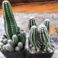 ราคา อิชินอปซีน กระบองเพชร/แคคตัส แบบฟอร์มกอ เลี้ยงง่ายโตเร็ (6314995274)