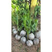 ราคา มะพร้าวแกงชุมพร 2 มะพร้าวแกงพันธุ์ลูกดก เนื้อมะพร้าวหนา พันธุ์เตี้ย (51500036120)