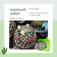 ราคา เมล็ด แมม ขนนกเหลือง Mammillaria Schiedeana แคคตัส กระบองเพชร 20 เมล็ด Sweet Letter (21010981375)