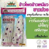 ราคา [500กรัม][ตะวันต้นกล้า][ขาวม่วง] เมล็ดพันธุ์ข้าวโพดเหนียว เมล็ดข้าวโพดข้าวเหนียว ขาวม่วง ขนาด 500 กรัม (41015989837)