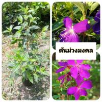 ราคา ต้นม่วงมงคล ม่วงมงคล (43504009819)