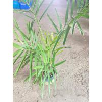 ราคา หมากเขียว หรือปาล์มหมาก พร้อมปลูกในถุงดำ ราคา 159 บาท (16094733898)