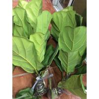 ราคา ไทรใบสัก (กิ่งตอน) ต้นไม้ฟอกอากาศ (7671533290)