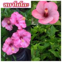 ราคา ขายต้น ชบาโยโกะ 1 ต้น (ทองอนันต์) (11654821271)