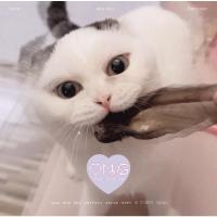 ราคา พร้อมส่งในไทย ❤️ หูกระต่ายอบแห้งแบ่งขายเป็นข้าง (17543070377)