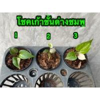 ราคา โชคเก้าชั้นด่าง ชมพู (ไม้เพาะเมล็ดไม่ต้องลุ้นด่าง) (13026007775)