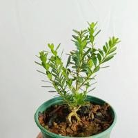 ราคา Phoenix Mountain Rice Leaf Boxwood Phoenix Rice Boxwood Feisai Pearl Rain Dew Xiaowangzhu Sesame Leaf ของแท้ Boxwood (29823461353)