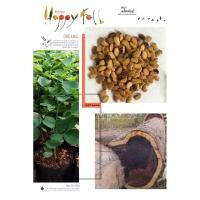 ราคา พยูง พยุง เมล็ดพันธุ์ต้นไม้พยูง ไม้พยุง ไม้เศรษฐกิจ 50 เมล็ดพันธุ์ (4365481192)