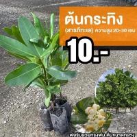 ราคา ต้นกระทิง (จำนวน 1 ต้น) สารพีทะเล Calophyllum inophyllum (19610251239)