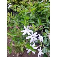 ราคา ต้นมะลุลีหรือมะลิพวง/ชำกิ่ง ไม้เลื้อยดอกมีกลิ่นหอม (22462251651)