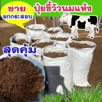 ราคา ขี้วัว ขี้วัวแห้ง 10kg ปุ๋ยคอก ขี้วัวนม มูลวัวยกกระสอบ ขี้วัวแท้100% มูลวัว ปุ๋ยขี้วัว มูลวัวนมตากแห้ง มูลวัวนม (12011555319)