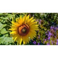 ราคา พร้อมส่ง เมล็ดพันธุ์ทานตะวัน ปลูกดูดอก ดอกใหญ่สวย จำนวน 50 เมล็ด (3869765410)