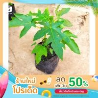 ราคา ต้นกล้ามะละกอฮอลแลนด์ ผักสวนครัวพร้อมปลูก (15176821309)