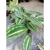 ราคา ต้นคล้าแตงโม 1ต้น(ถอนล้างรากขั้นต่ำ2ต้น ) ไม้มงคล คล้าแตงโม ต้นคล้า คล้า (22159317267)