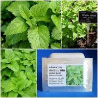 ราคา เมล็ดพันธุ์ เลม่อนบาล์ม มินต์ (Lemon Balm Seed) บรรจุ 500 เมล็ด คุณภาพดี ราคาถูก ของแท้ 100% (54552799998)