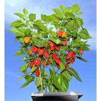 ราคา เมล็ดพันธุ์ พริกที่เผ็ดที่สุด Carolina Reaper 100 เมล็ด ปลูกง่าย (50601421097)