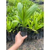 ราคา ต้นหมากพันธุ์เตี้ยชุมพร /สั่ง10ต้นแถม1ต้น/พันต้นเตี้ย เพาะเมล็ด (3290320976)