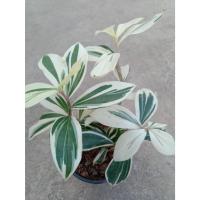 ราคา ต้นเอื้องหมายนาด่างพุ่มใหญ่ เอื้องหมายนาด่างไม้มงคลไม้ฟอกอากาศ (24242826982)