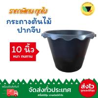 ราคา (เก็บโค้ดส่งฟรีหน้าร้านค้า) กระถางบัวปากจีบ กระถางปากจีบ 10 นิ้ว (20334367623)