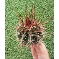 ราคา พร้อมส่งแคคตัสเมโลหนามแดงยาว ไม้เมล็ด ต้นใหญ่ Melocactus erythracanthus (25036229824)