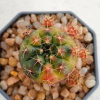 ราคา Cake Cactus Farm กระบองเพชร Gymnocalycium damsii variegated ยิมโนแม่ลูกดกด่าง (2902555463)