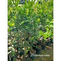 ราคา ต้นมะกรูดไร้หนาม ต้นทาบกิ่ง สูง 90-100 ซม. (6144654399)