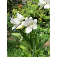 ราคา ว่านมหาบัว (กวักพระพุทธเจ้า) ส่งฟรี (6341476088)