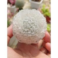 ราคา แมมขนแกะ Mammillaria bocasana v. multilanata (18537947413)