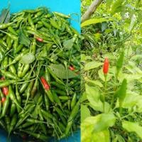 ราคา พริกขี้หนูสวนสด​ปลอดสารพิษพริกเก็บสด️ขนาด250กรัม (13695701646)