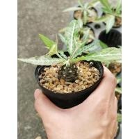 ราคา ต้นมะพร้าวใบเงิน​Dos (9452201265)