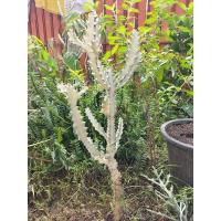 ราคา กิ่งยูโฟเบีย แลคเทีย ไวท์โกส (Euphorbia Lactea White Ghost) (18048944362)