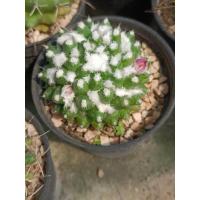ราคา แมมอิรุซามุ แมมปุยหิมะ Mammillaria bucareliensis 'Erusamu' (24691295629)