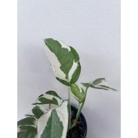 ราคา พลูงาช้าง พลูช้าง พลูด่างอินเดีย (9769214989)