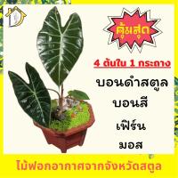 ราคา สวนถาด บอนดำสตูล พญาจงอาง บอนสี บอนนกกระทา เฟิร์น มอส จากจังหวัดสตูล ประดับโต๊ะ ตกแต่งบ้าน ต้นไม้ในห้องนอน ไม้ฟอกอากาศ (11272574145)