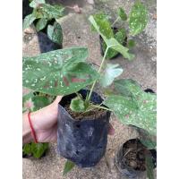 ราคา บอนสีสาวน้อยปะแป้ง(ต้น)พร้อมส่ง (13837372372)