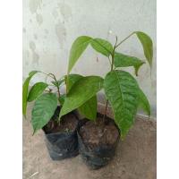 ราคา #ต้นมะฮอกกานี(ต้นละ50บาท) ต้นสูงประมาณ 25-30ซม. (14499347900)