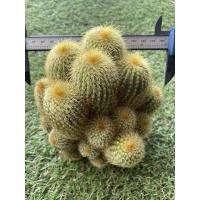 ราคา พร้อมส่งกระบองทองฟอร์มกอ หน่อเยอะกอใหญ่ 13-15 cm.แคคตัสสวยงามไม้มงคล (14289212616)