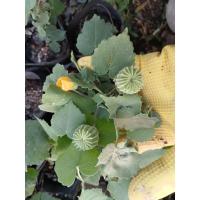 ราคา ต้นสมุนไพรครอบจักรวาล (มะก่องข้าว) (28326294733)