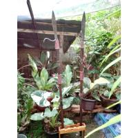 ราคา ง้าวโบราณ ง้าวมือสอง ตะของ้าวเก่าเก็บสะสม ยกคู่ สูง170ซม (20988703252)