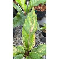 ราคา ต้นโชคเก้าชั้นด่างชมพู (23583789630)