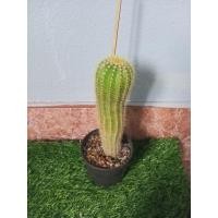 ราคา แคคตัส Cactus กระบองทอง (27641259565)