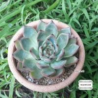 ราคา Echeveria 'fire pillar' ไม้อวบน้ำ กุหลาบหิน (10405579998)