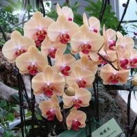 ราคา 50SEEDS เมล็ดกล้วยไม้ฟาแลนนอปซิส ฟาแลนนอปซิส Phalaenopsis Orchid Seeds พันธุ์ดอกไม้ ต้นไม้มงคลง่าย ๆ (52051395614)