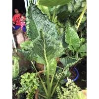 ราคา ต้นห่อเงินห่อทอง หรือ กอบเงินกอบทอง (12522572833)