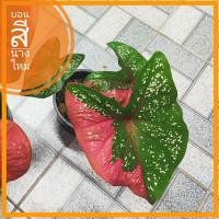 ราคา บอนนางไหม ต้นใหญ่!! เลือกต้นได้ บอนสีด่างแดง❤️ บอนสี บอนป่า บอนแดง นางไหม บอนหายาก Caladium ชาวสวนมาเอง‍ (3247430788)